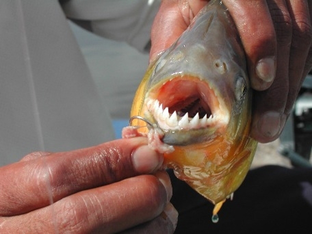 Piranha met scherpe tanden aan een vishaak, tijdens de groepsrondreis Brazilië en Buenos Aires.
