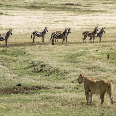 Zebra’s in de savanne tijdens groepsrondreis Kenia, Tanzania en Zanzibar.