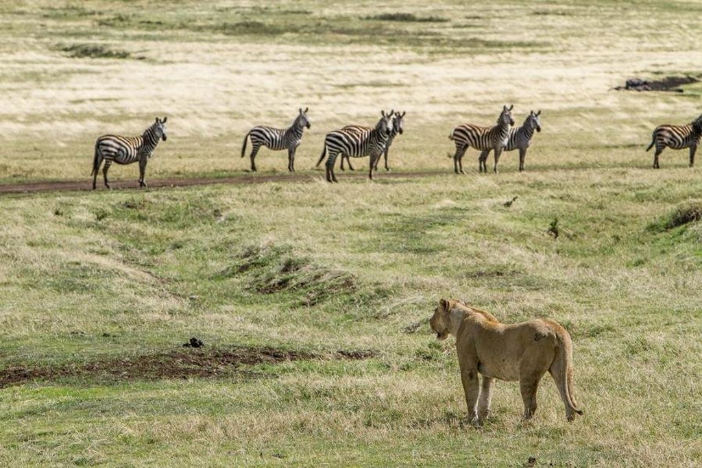 Zebra’s in de savanne tijdens groepsrondreis Kenia, Tanzania en Zanzibar.