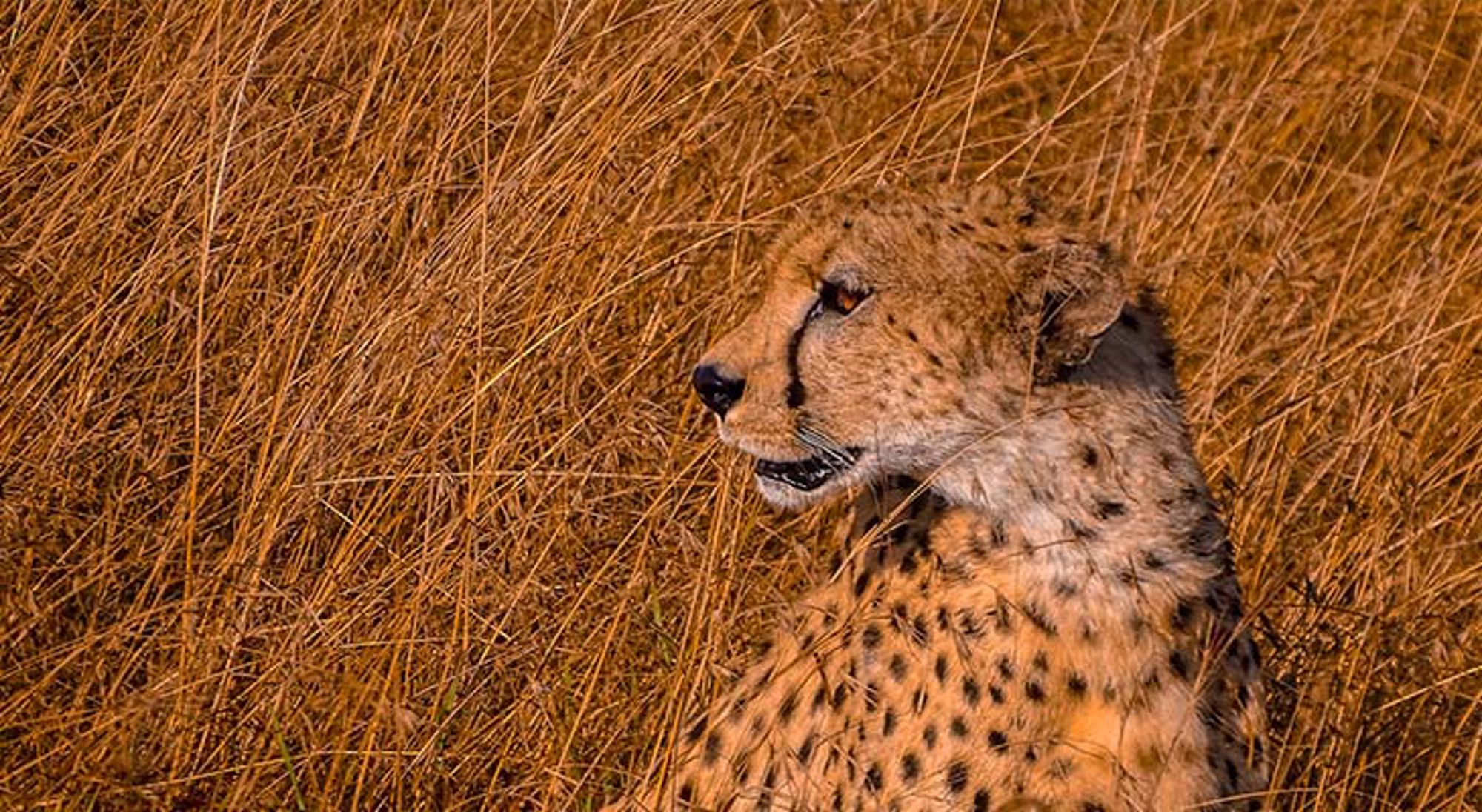 Olifant in het groene landschap van Tanzania.