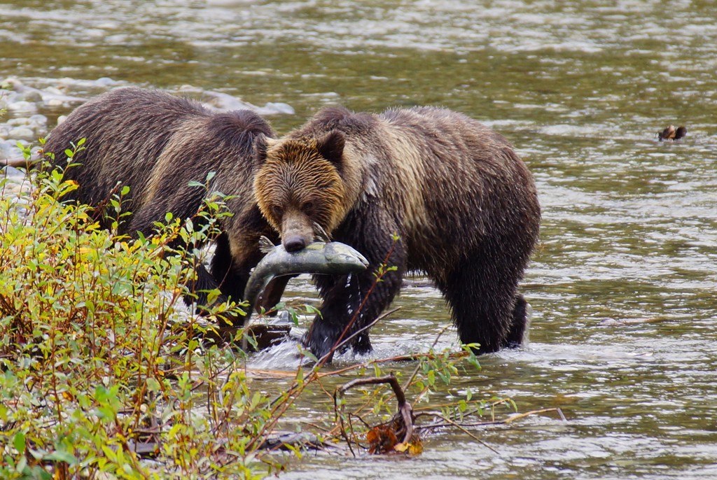 Bruine beer vangt een zalm in een rivier in West-Canada tijdens een groepsrondreis.