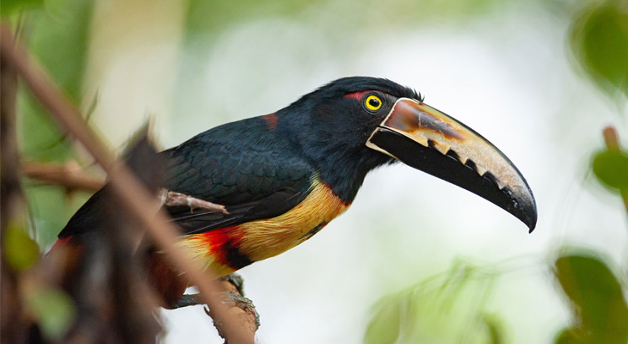 Zwartkeeltoco met grote snavel op een tak in het regenwoud van Costa Rica.