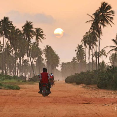 Palmbomen in de mist tijdens groepsrondreis Ghana, Togo en Benin.