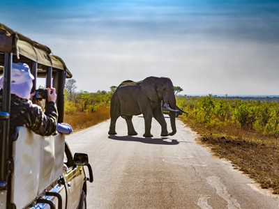Olifant steekt de weg over tijdens safari op de Route Zuid-Afrika.