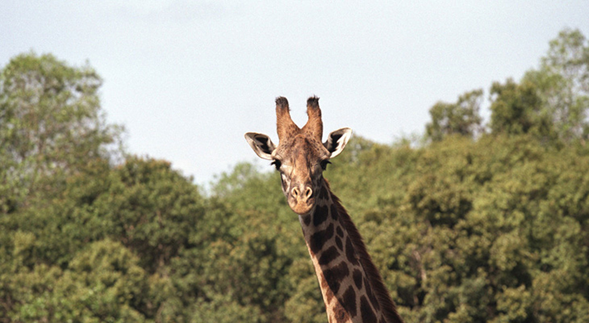 Giraffe in Kenia, met groene bomen op de achtergrond.