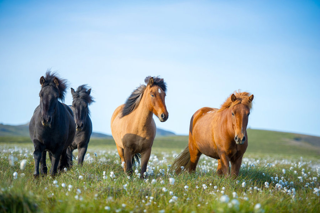 IJslandse paarden in een groen landschap tijdens een groepsrondreis IJsland.