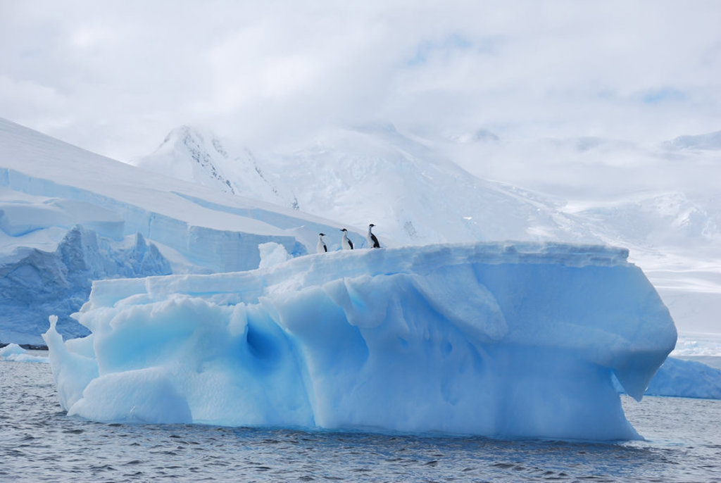 Pinguïns op een ijsberg in Antarctica tijdens een groepsrondreis met vlucht.