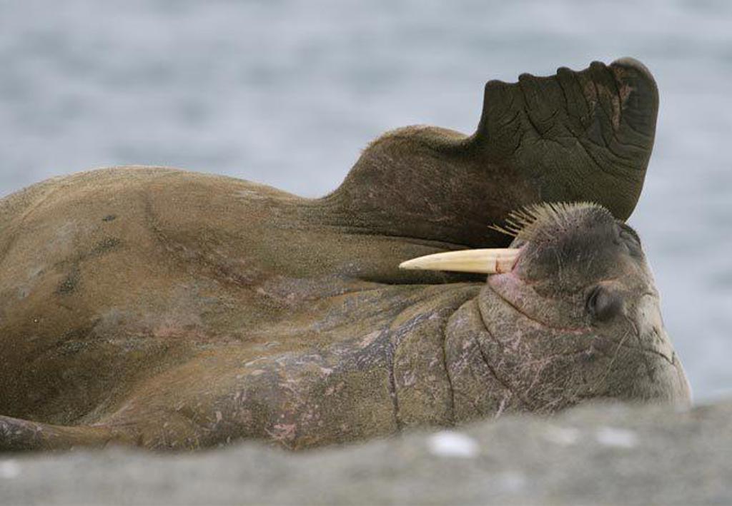 IJsbeer op een ijsschots tijdens groepsrondreis Spitsbergen, Groenland en IJsland.