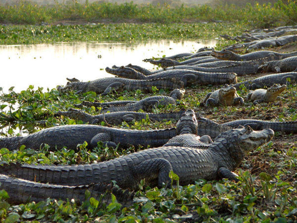 Kaaimannen rusten langs de oever van een rivier in de Pantanal, Brazilië.