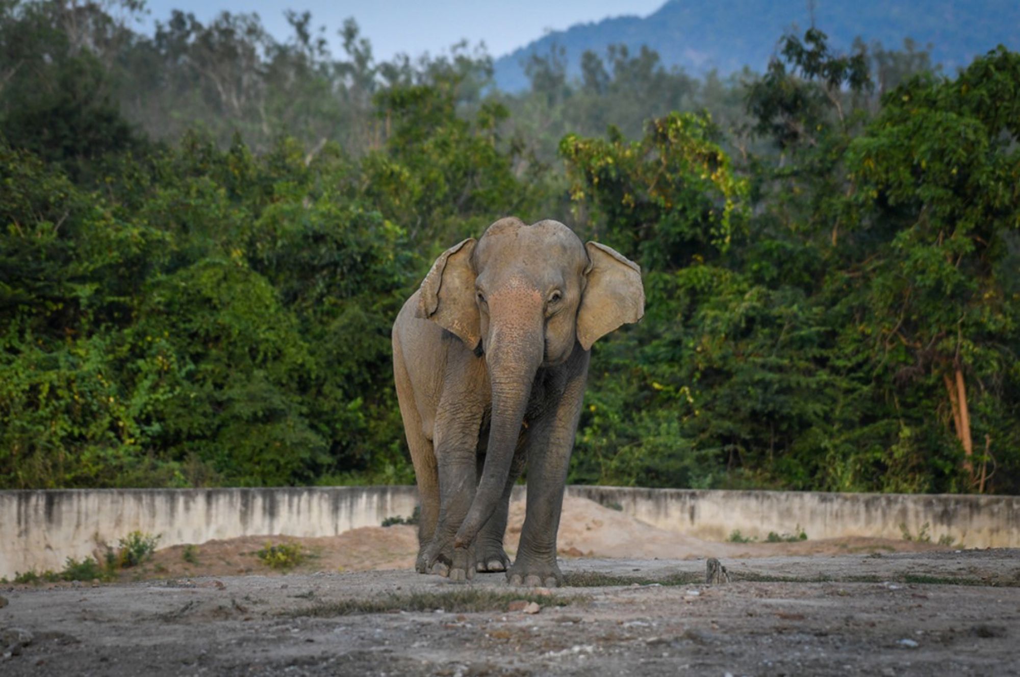 Olifant in Thailand, lopend langs een betonnen muur met groen bos en bergen op de achtergrond.