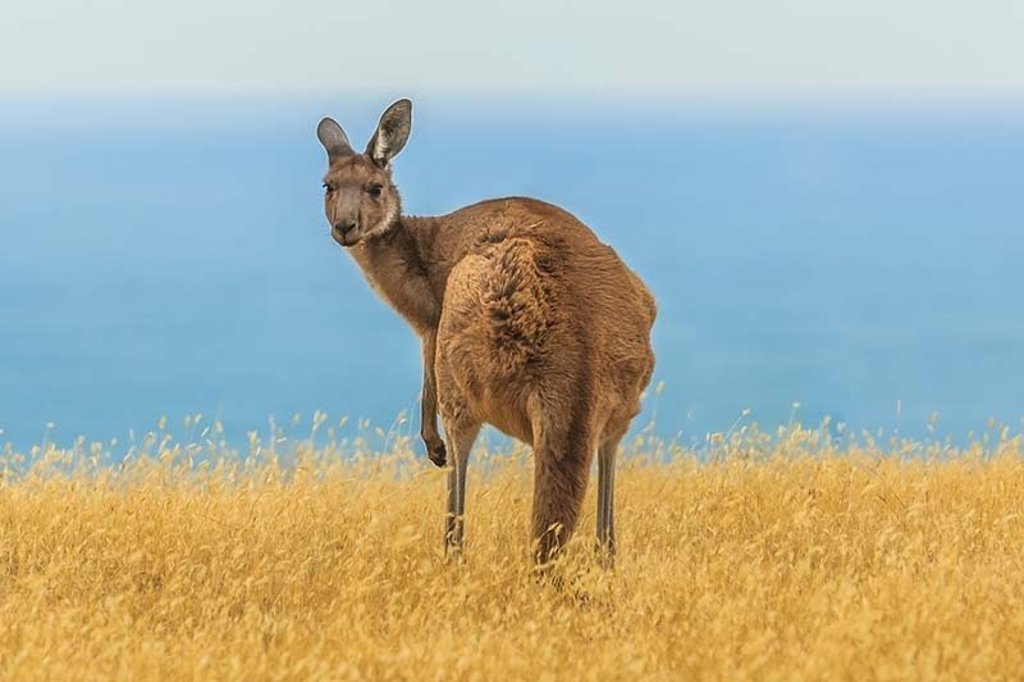 Kangoeroe in de natuur tijdens groepsrondreis Australië & Nieuw-Zeeland.