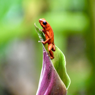 Oranje pijlgifkikker op een blad in het regenwoud van Costa Rica tijdens een 22-35ers groepsreis.