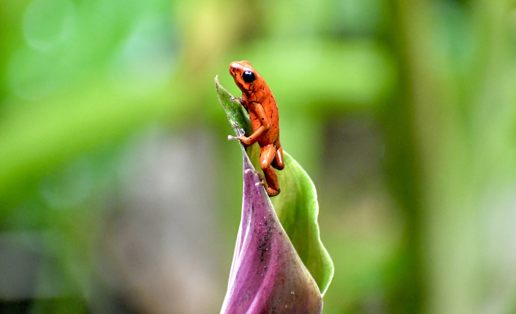 Oranje pijlgifkikker op een blad in het regenwoud van Costa Rica tijdens een 22-35ers groepsreis.