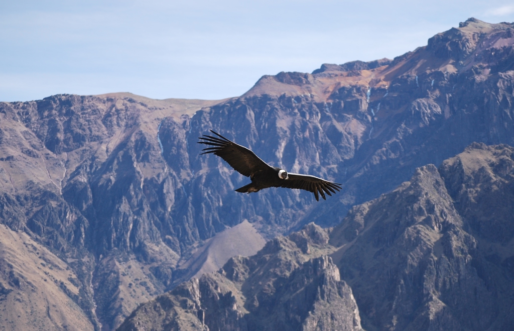 Condor zweeft boven de Andesbergen in Peru tijdens een familiereis.