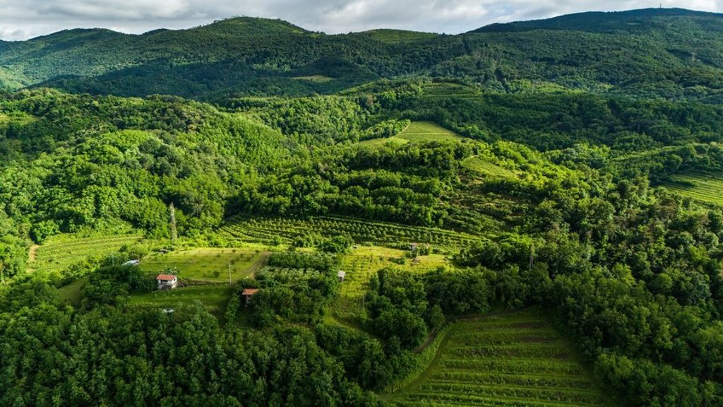 Fietsvakantie in Slovenië met fietsers op een landweg door groene heuvels met bergen op de achtergrond.