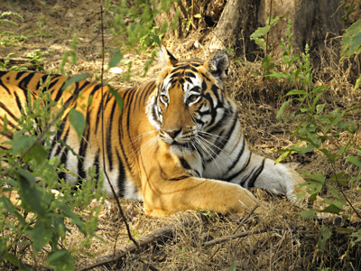 Bengaalse tijger rustend in het bos tijdens de route India.
