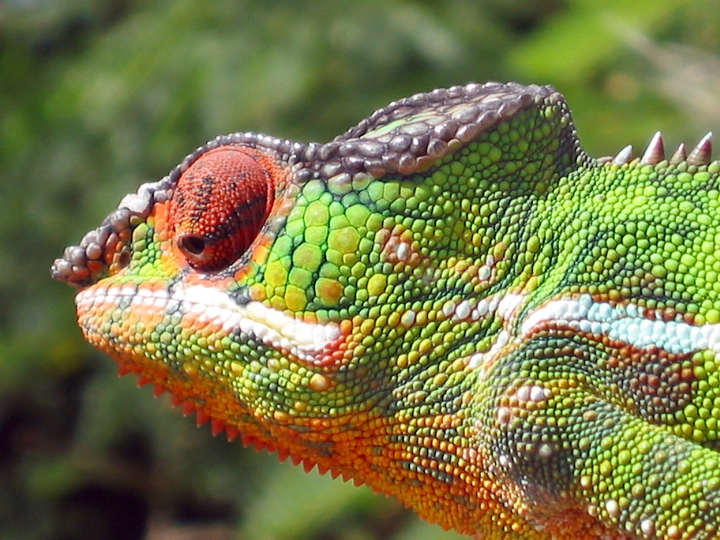 Close-up van een kleurrijke kameleon op Madagascar tijdens een groepsrondreis.