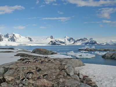 Pinguïns op rotsen aan de kust van Antarctica, met drijvend ijs en besneeuwde bergen op de achtergrond.