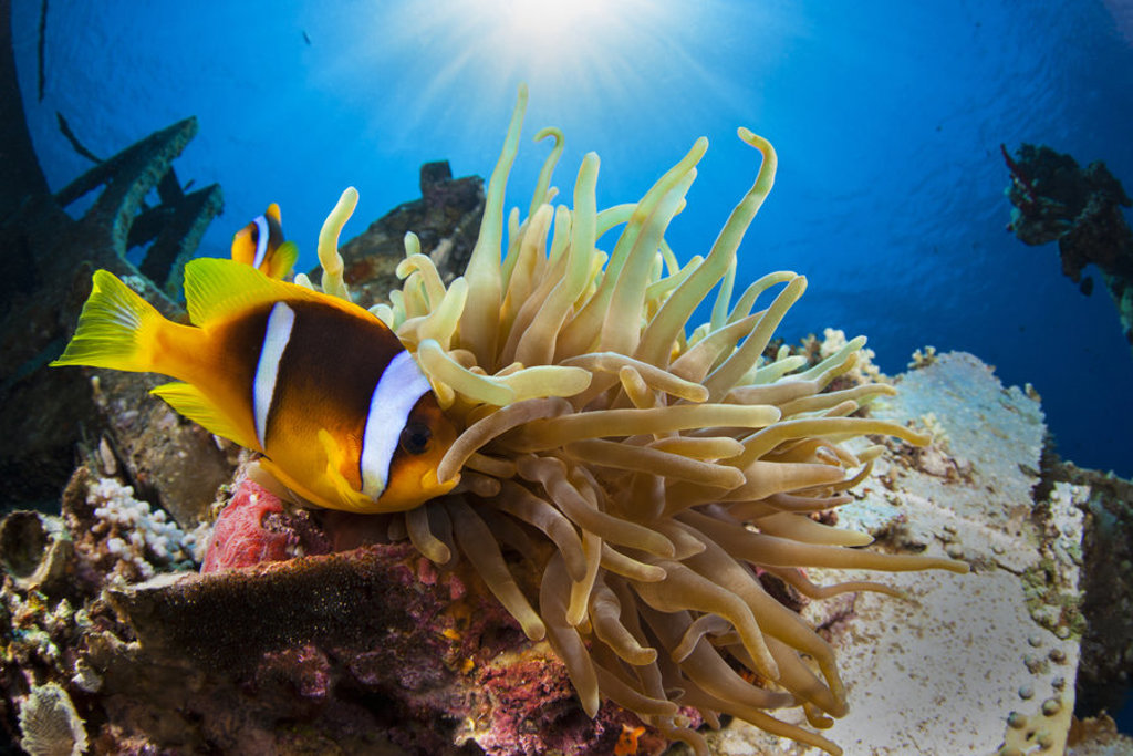 Anemoonvis tussen zeeanemoon op een koraalrif in de Rode Zee bij Jordanië.