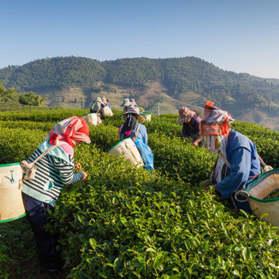 Theeplukkers aan het werk op een theeplantage in de bergen van Thailand tijdens een groepsrondreis.