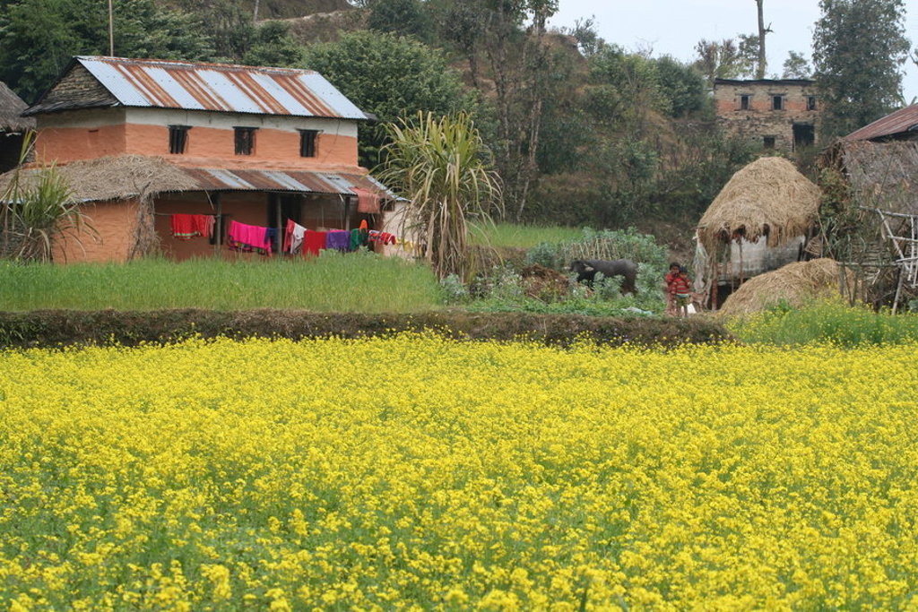 Geel bloeiend mosterdveld met dorpshuizen op de achtergrond in Nepal tijdens een groepsrondreis.