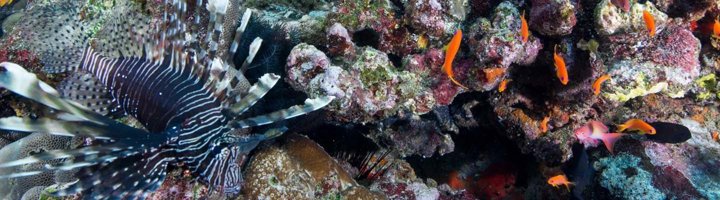 Onderwaterlandschap met koraal en tropische vissen bij Pulau Weh, Indonesië.