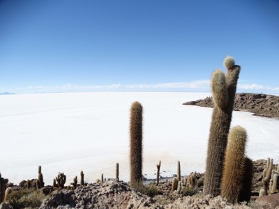 Cactussen op Isla Incahuasi met uitzicht over de zoutvlakte Salar de Uyuni in Bolivia.