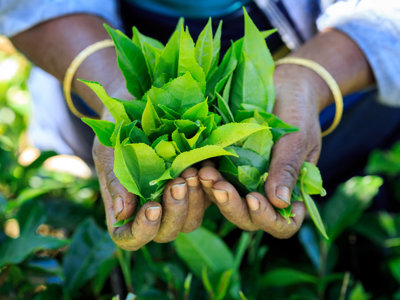 Handen met vers geplukte theebladeren op een theeplantage in Sri Lanka.