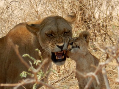 Leeuwin en welp nuzzelen tussen droge struiken tijdens safari in Kenia en Tanzania.