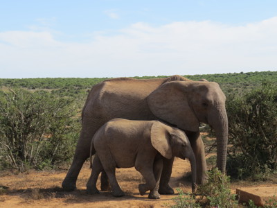 Olifant met jong in het Addo Elephant National Park langs de Zuid-Afrikaanse Tuinroute.