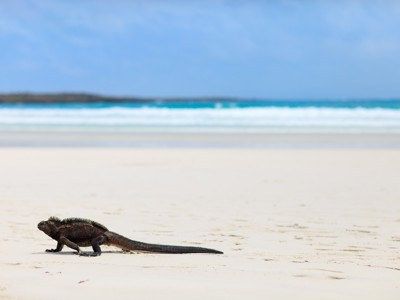 Zeeleguaan op een wit zandstrand aan de kust van de Galapagos-eilanden.