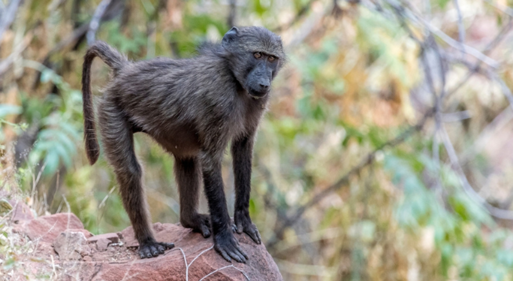 Chacma-baviaan op een rots in Namibië.