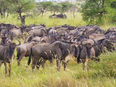 Gnoes in de savanne tijdens de Route Kenia, Tanzania en Zanzibar.