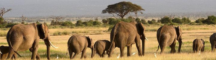 Olifantenkudde op de savanne in Ruaha National Park, Tanzania.