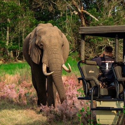 Olifant loopt langs safari-jeep tijdens 22-35ers reis Zuid-Afrika.