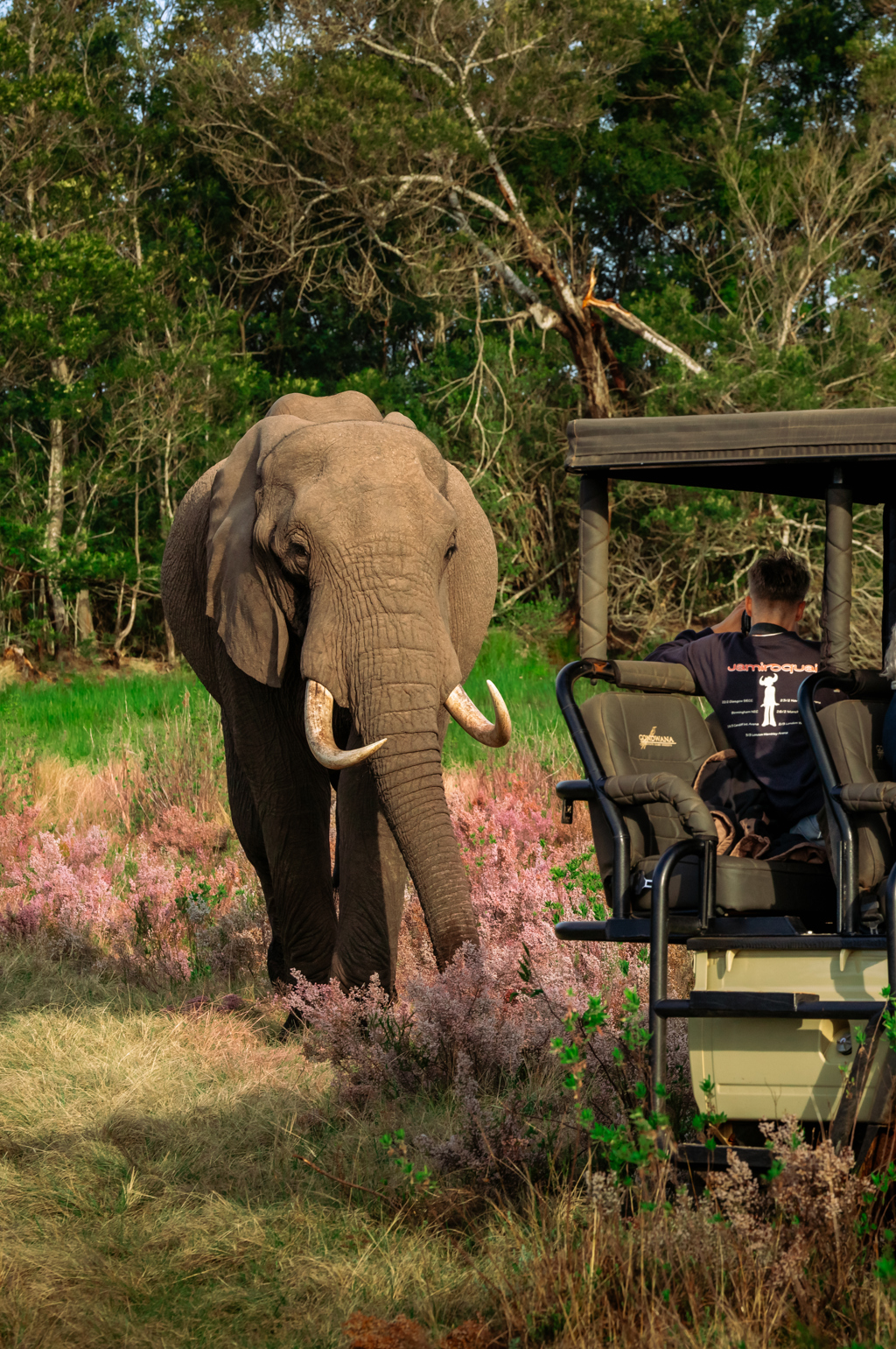 Olifant loopt langs safari-jeep tijdens 22-35ers reis Zuid-Afrika.