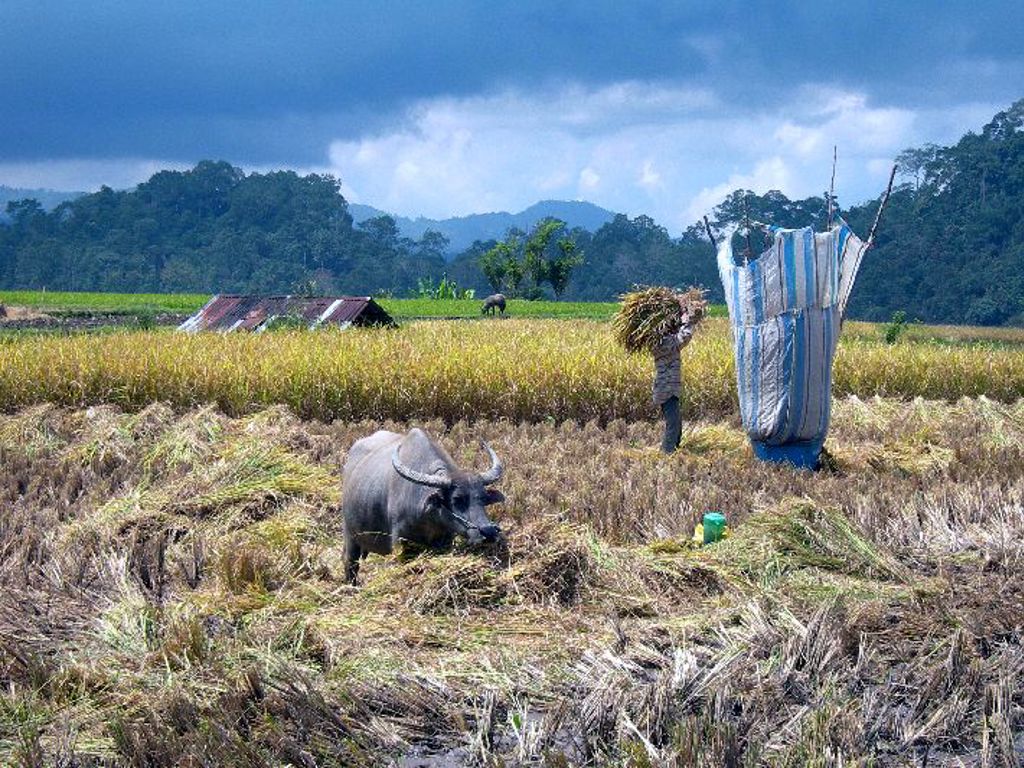 Waterbuffel en boer in een rijstveld op Sumatra tijdens groepsrondreis Sumatra, Java en Bali.