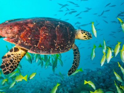 Zeeschildpad zwemt tussen tropische vissen in helderblauw water bij de Malediven.