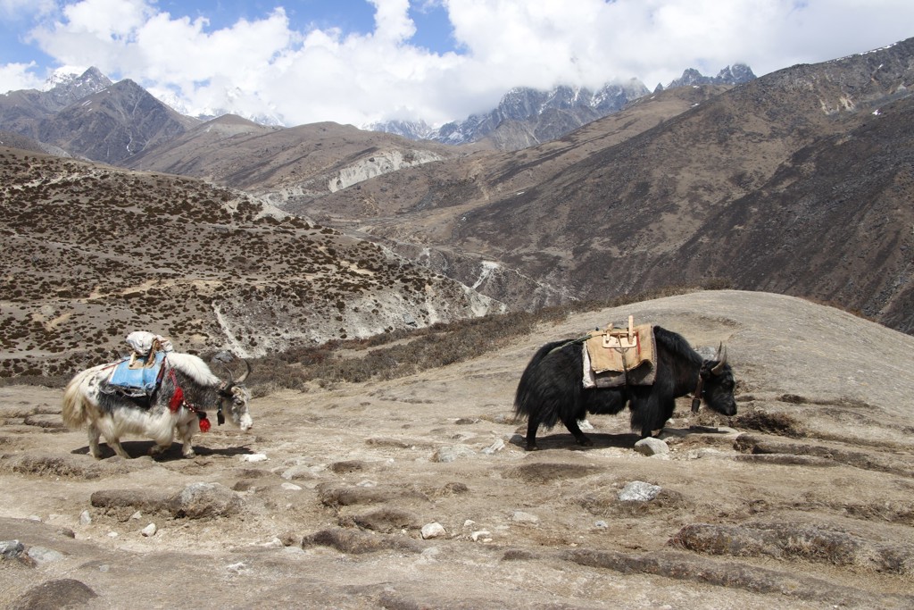 Yaks dragen bagage tijdens de Everest-trektocht in Nepal, met berglandschap op de achtergrond.