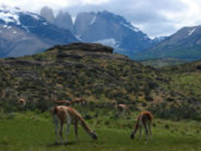 Guanaco’s grazen in een groene vallei met het Torres del Paine-massief op de achtergrond.