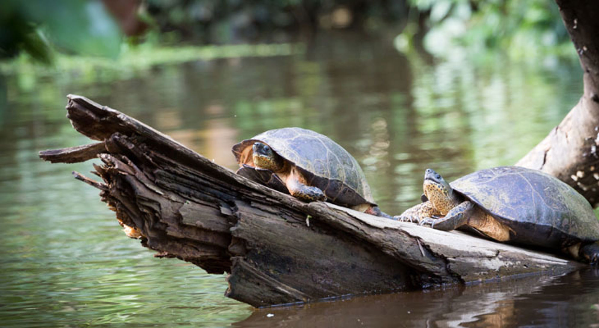 Twee schildpadden zonnen op een drijvende boomstam in een rivier in Costa Rica.