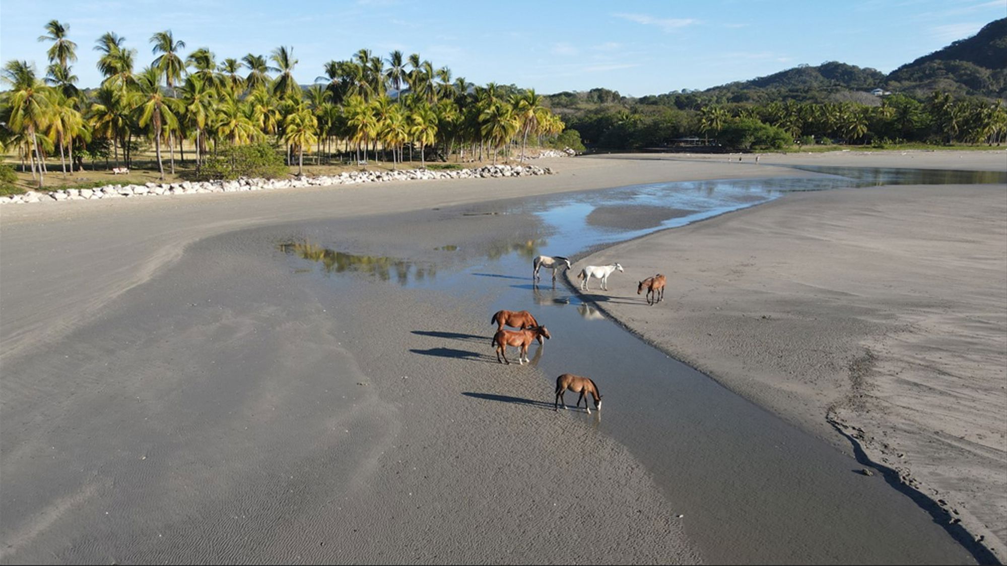 Paarden lopen door een ondiepe rivier op een tropisch strand met palmbomen in Costa Rica.