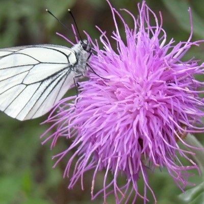 Witte vlinder op paarse distelbloem tijdens groepsrondreis Mongolië.