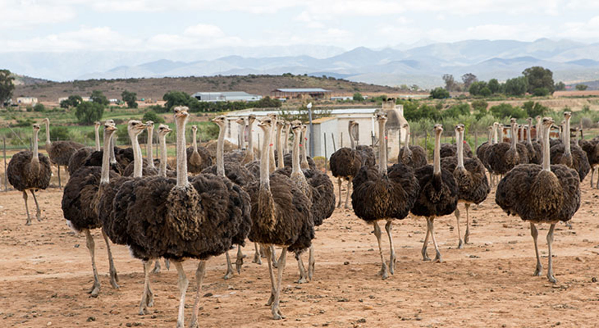 Struisvogelboerderij in Zuid-Afrika met een groep struisvogels op een zandvlakte en bergen op de achtergrond.