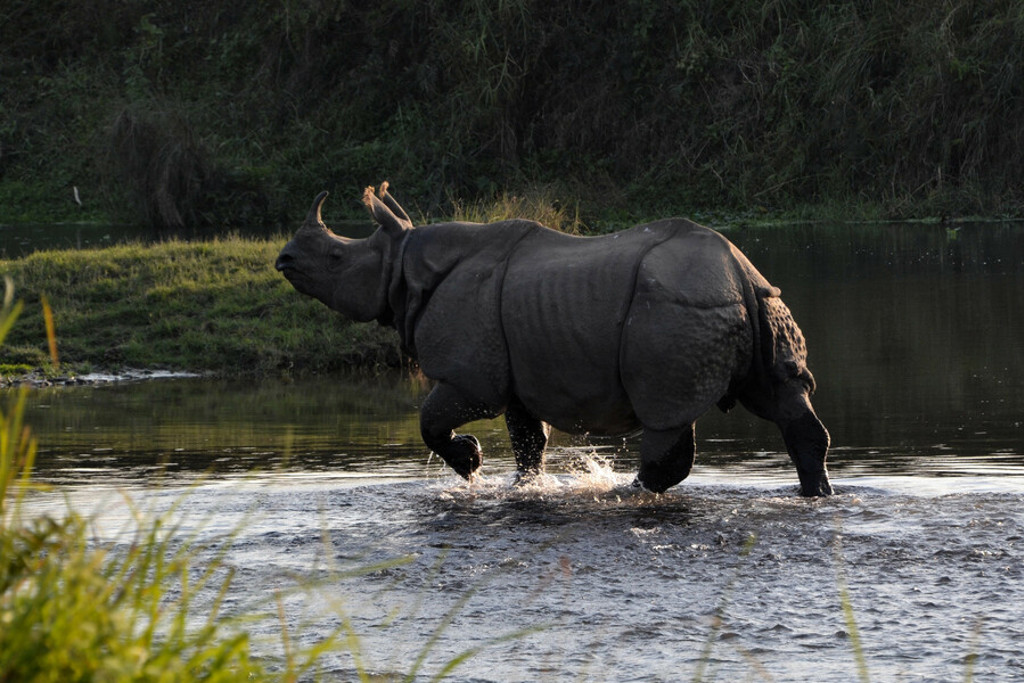 Indiase neushoorn loopt door een rivier in Chitwan Nationaal Park, Nepal.