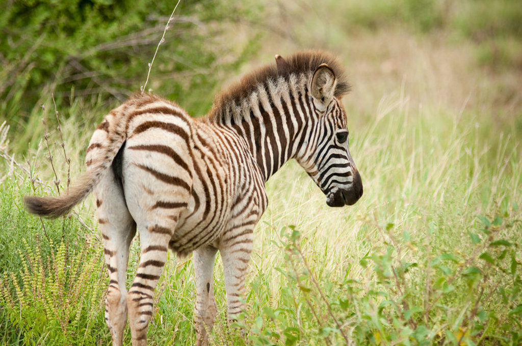 Jonge zebra in het gras tijdens safari in Zuid-Afrika, Kruger Nationaal Park.