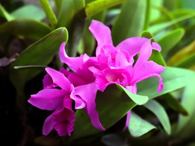 Roze orchidee tussen groene bladeren in Costa Rica.