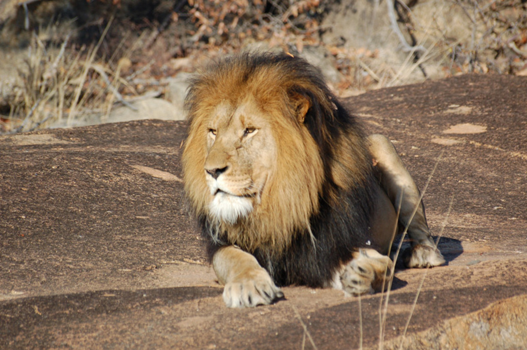 Leeuw met volle manen rustend op een rots tijdens safari in Zuid-Afrika en eSwatini.