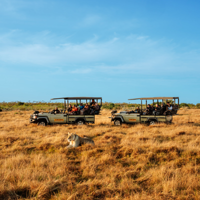 Safari jeeps met reizigers spotten een leeuwin in de savanne tijdens de familiereis Zuid-Afrika Tuinroute & Kruger.
