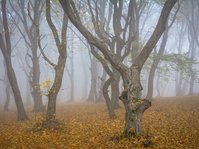 Mistig herfstbos met kale bomen en een tapijt van gevallen bladeren langs de Route Roemenië.
